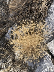 Tauschia kelloggii