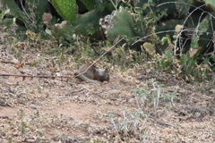 Otospermophilus beecheyi