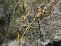 Restio parvispiculus