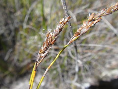 Restio parvispiculus