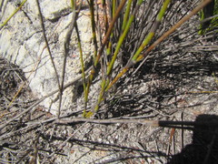 Restio parvispiculus