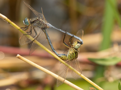 Orthetrum icteromelas