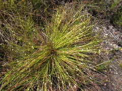 Ficinia minutiflora