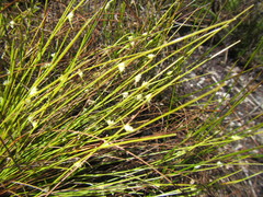Ficinia minutiflora