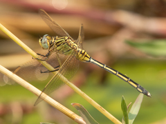 Orthetrum icteromelas