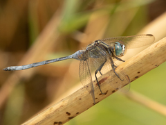 Orthetrum icteromelas