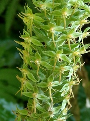 Habenaria stenopetala
