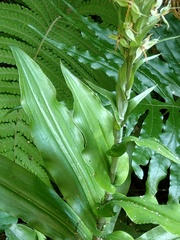 Habenaria stenopetala
