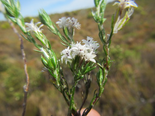 Image of Metalasia quinqueflora by (c) douglaseustonbrown, some rights reserved (CC BY-SA)