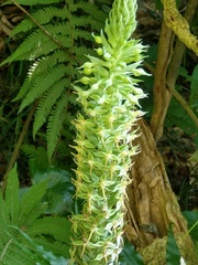 Habenaria stenopetala