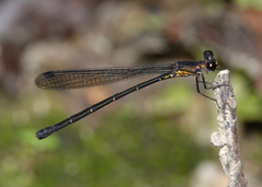 Lestoidea