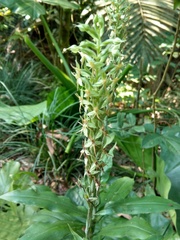 Habenaria stenopetala