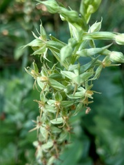 Habenaria stenopetala