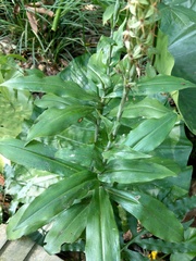 Habenaria stenopetala