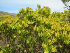 Leucadendron gandogeri × xanthoconus