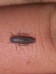 Graphocephala confluens