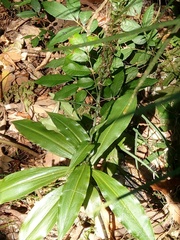 Habenaria stenopetala