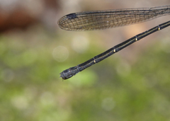 Lestoidea