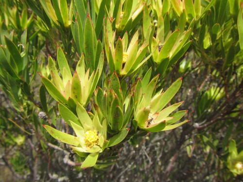 Image of Leucadendron gandogeri by (c) douglaseustonbrown, some rights reserved (CC BY-SA)