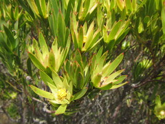 Leucadendron gandogeri × xanthoconus