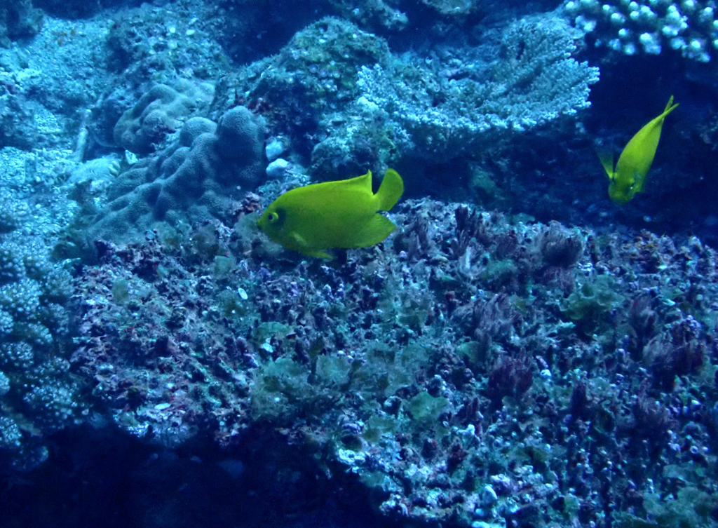 Golden Angelfish
