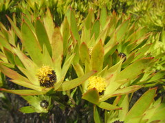 Leucadendron gandogeri × xanthoconus