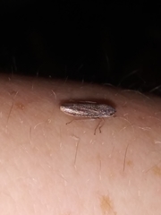 Graphocephala confluens