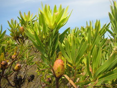 Leucadendron gandogeri × xanthoconus