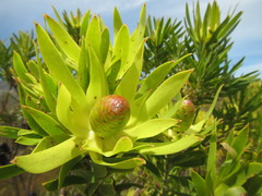 Leucadendron gandogeri × xanthoconus