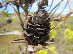 Leucadendron gandogeri × xanthoconus