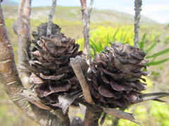 Leucadendron gandogeri × xanthoconus