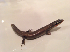 Plestiodon tetragrammus