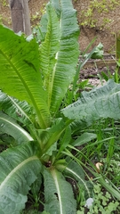 Dipsacus fullonum