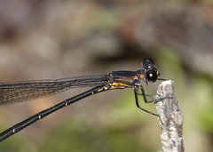 Lestoidea