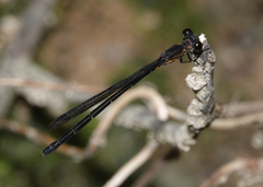 Lestoidea