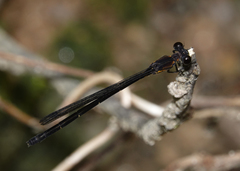 Lestoidea