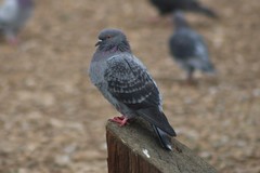 Columba livia domestica