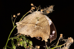 Protogoniomorpha anacardii