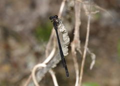 Lestoidea