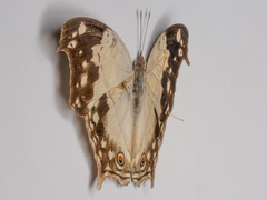 Protogoniomorpha anacardii