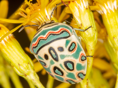 Sphaerocoris annulus
