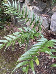 Cyrtomium devexiscapulae