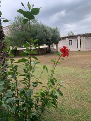 Hibiscus rosa-sinensis