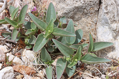 Mirabilis oxybaphoides