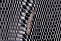 Meyrickiella homosema