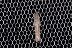 Meyrickiella homosema