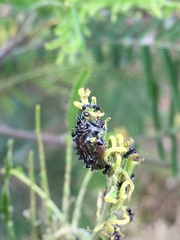Jalmenus evagoras