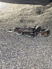 Rhabdophis tigrinus tigrinus
