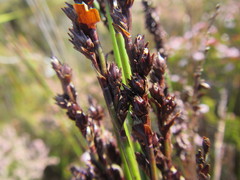Elegia hookeriana