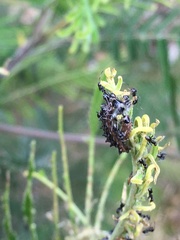 Jalmenus evagoras